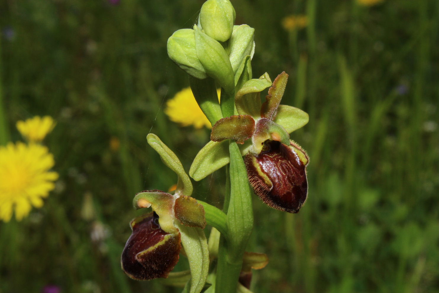 Ophrys da determinare ??